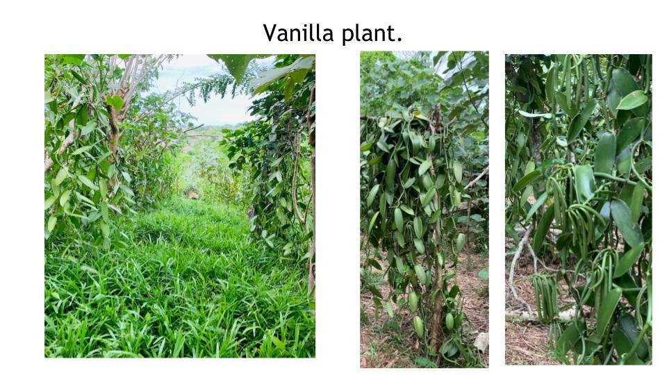 Bourbon-Vanilla-Processing-Chart..pptx3_